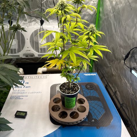 Apple Stomper (GWJ Solocup) growlog timeline photo