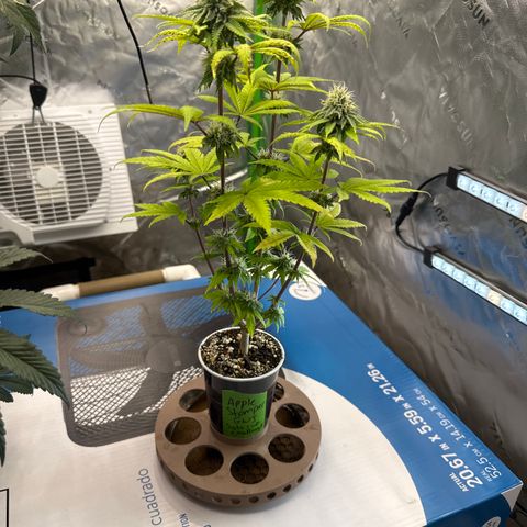 Apple Stomper (GWJ Solocup) growlog timeline photo