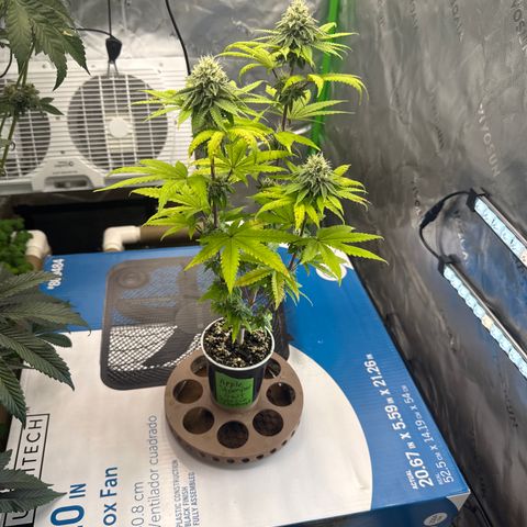 Apple Stomper (GWJ Solocup) growlog timeline photo