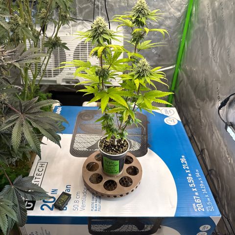 Apple Stomper (GWJ Solocup) growlog timeline photo
