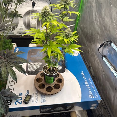 Apple Stomper (GWJ Solocup) growlog timeline photo