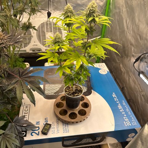 Apple Stomper (GWJ Solocup) growlog timeline photo