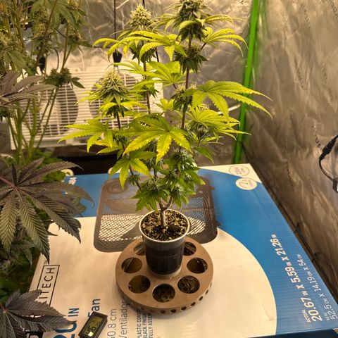 Apple Stomper (GWJ Solocup) growlog timeline photo