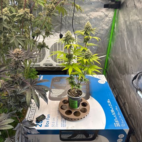 Apple Stomper (GWJ Solocup) growlog timeline photo
