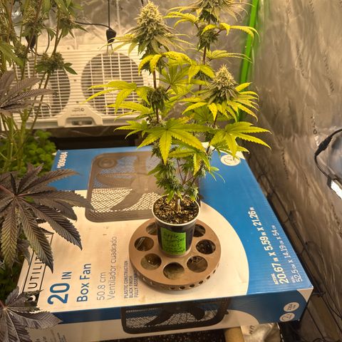 Apple Stomper (GWJ Solocup) growlog timeline photo