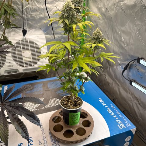 Apple Stomper (GWJ Solocup) growlog timeline photo