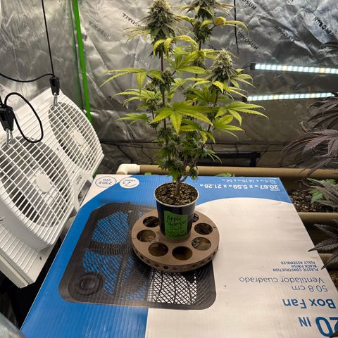 Apple Stomper (GWJ Solocup) growlog timeline photo