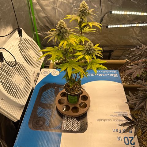 Apple Stomper (GWJ Solocup) growlog timeline photo