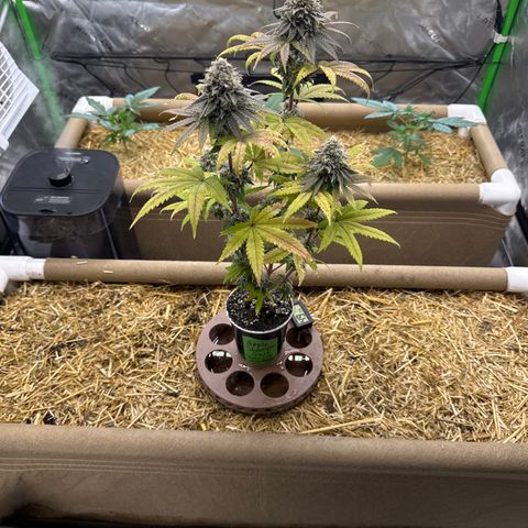 Apple Stomper (GWJ Solocup) growlog timeline photo