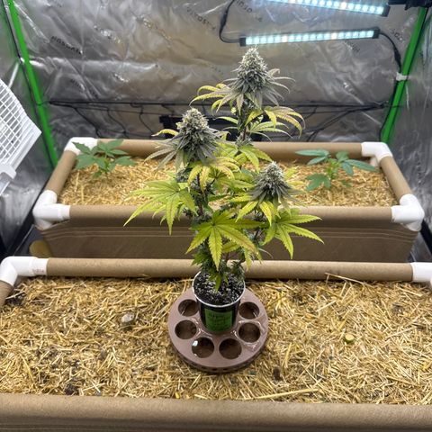 Apple Stomper (GWJ Solocup) growlog timeline photo