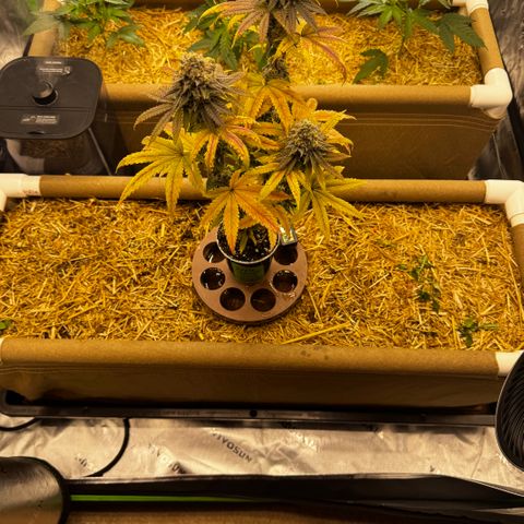 Apple Stomper (GWJ Solocup) growlog timeline photo