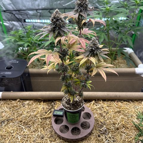 Apple Stomper (GWJ Solocup) growlog timeline photo