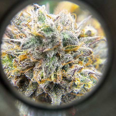 Apple Stomper (GWJ Solocup) growlog timeline photo