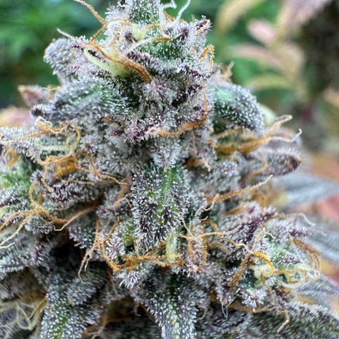 Apple Stomper (GWJ Solocup) growlog timeline photo