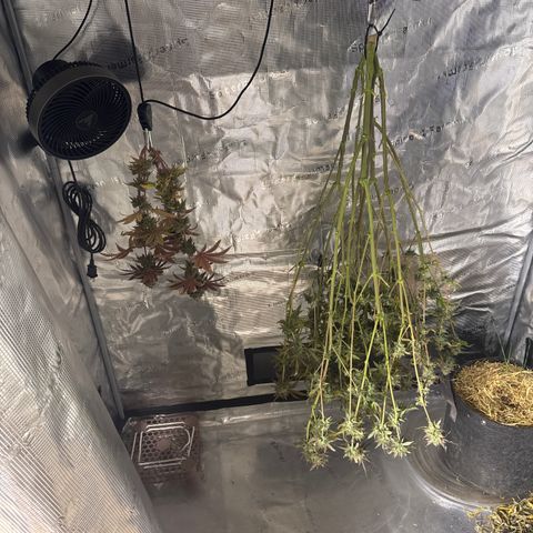 Apple Stomper (GWJ Solocup) growlog timeline photo