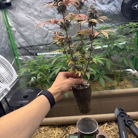 Apple Stomper (GWJ Solocup) growlog timeline photo