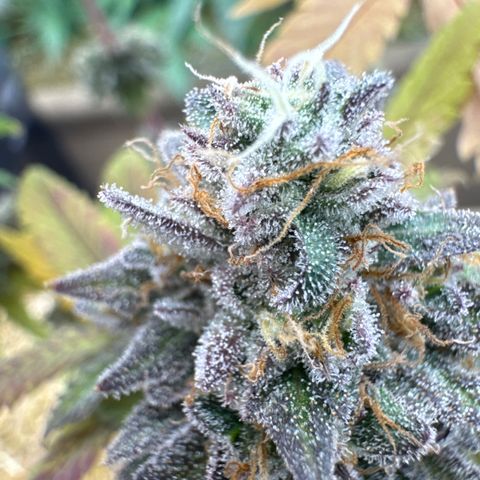 Apple Stomper (GWJ Solocup) growlog timeline photo