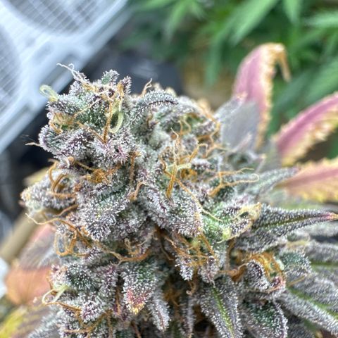 Apple Stomper (GWJ Solocup) growlog timeline photo