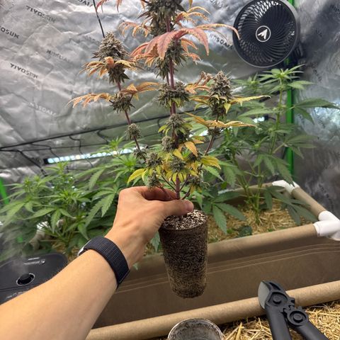 Apple Stomper (GWJ Solocup) growlog timeline photo