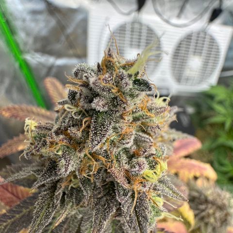 Apple Stomper (GWJ Solocup) growlog timeline photo