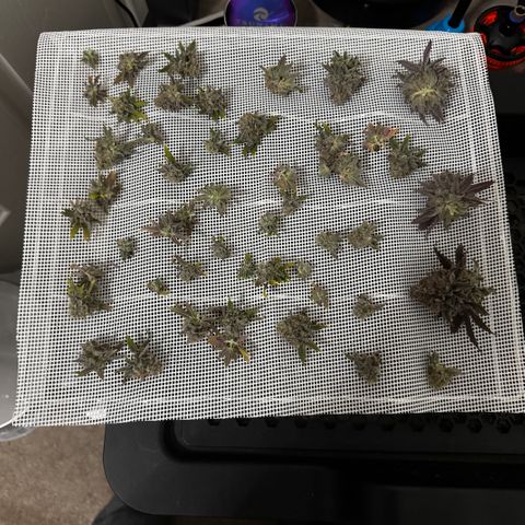 Apple Stomper (GWJ Solocup) growlog timeline photo