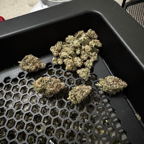 Apple Stomper (GWJ Solocup) growlog timeline photo