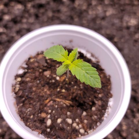 Squirt growlog timeline photo