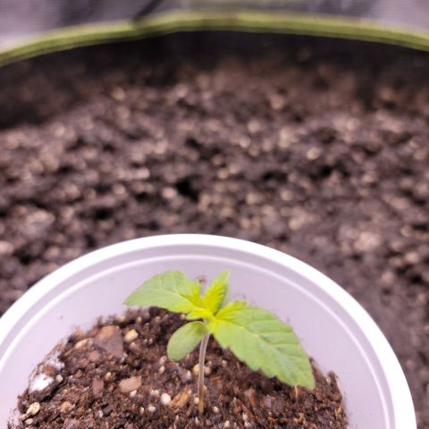Squirt growlog timeline photo