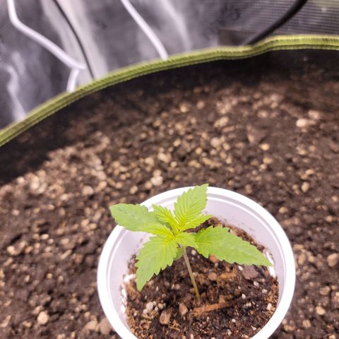 Squirt growlog timeline photo
