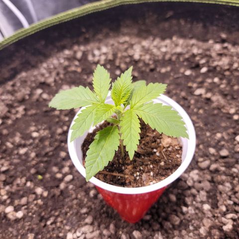 Squirt growlog timeline photo