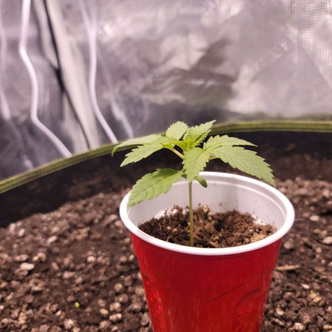 Squirt growlog timeline photo
