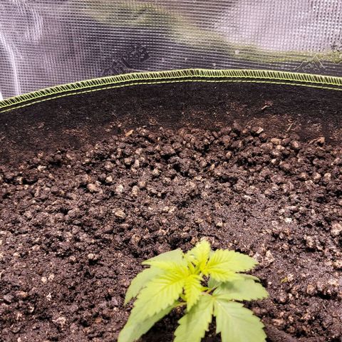 Squirt growlog photo: Moved to big pot