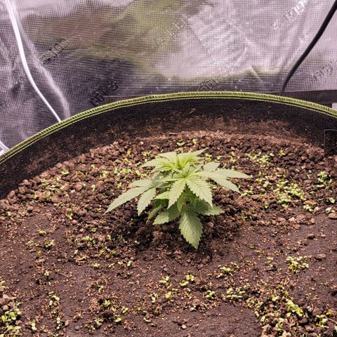 Squirt growlog timeline photo