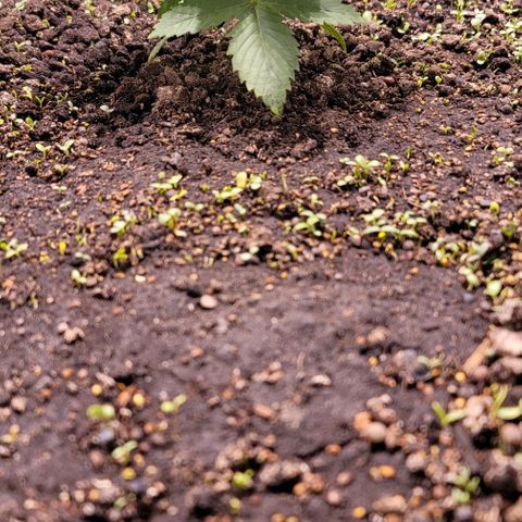 Squirt growlog timeline photo