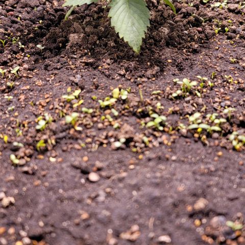 Squirt growlog timeline photo