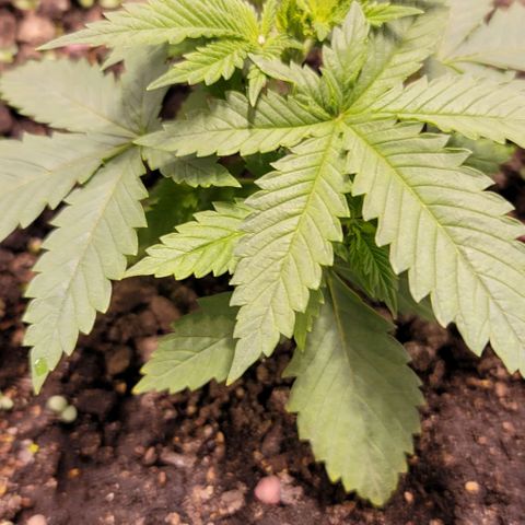 Squirt growlog timeline photo