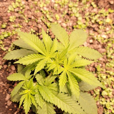 Squirt growlog timeline photo