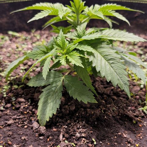 Squirt growlog timeline photo