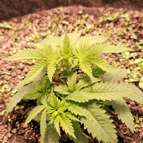 Squirt growlog timeline photo