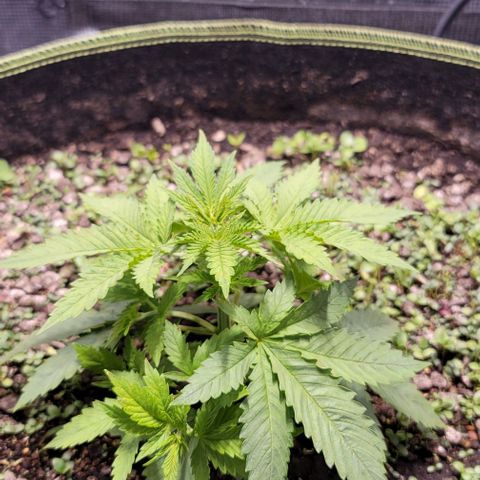 Squirt growlog timeline photo