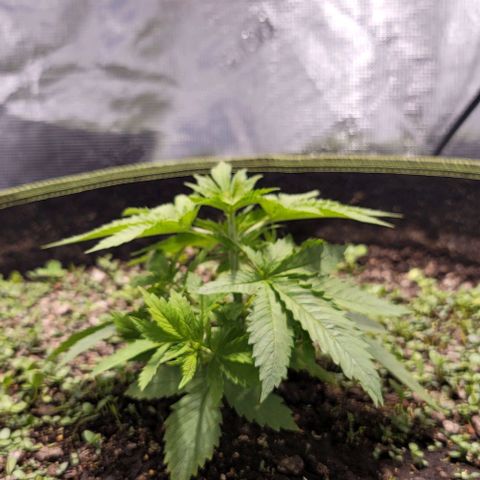 Squirt growlog timeline photo