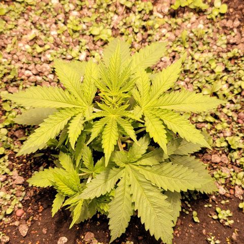 Squirt growlog timeline photo