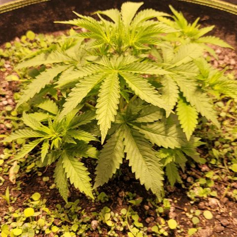 Squirt growlog timeline photo