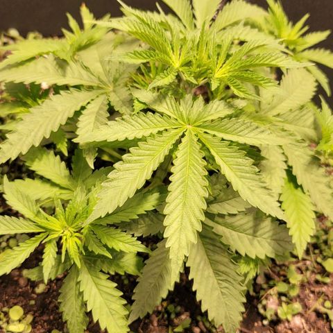 Squirt growlog timeline photo