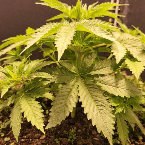 Squirt growlog timeline photo