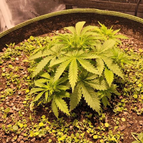 Squirt growlog timeline photo