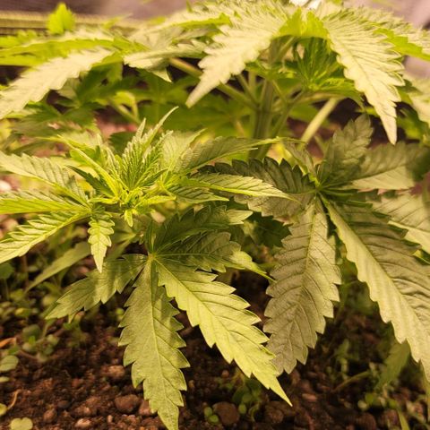 Squirt growlog timeline photo