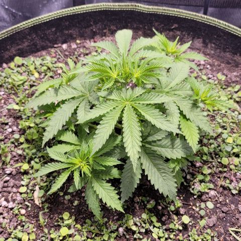 Squirt growlog timeline photo