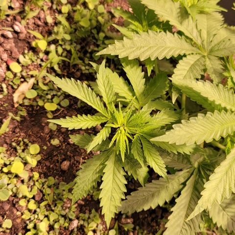 Squirt growlog timeline photo