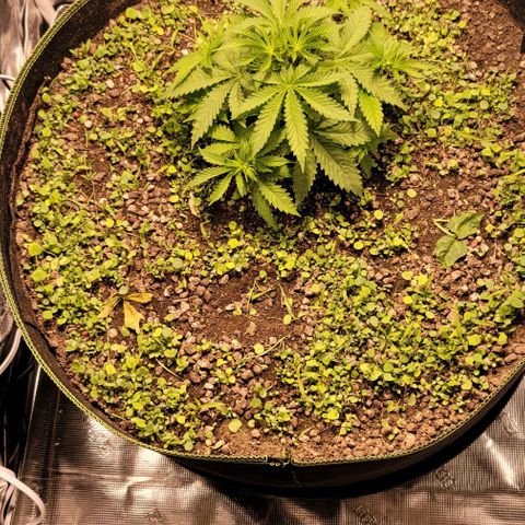 Squirt growlog timeline photo
